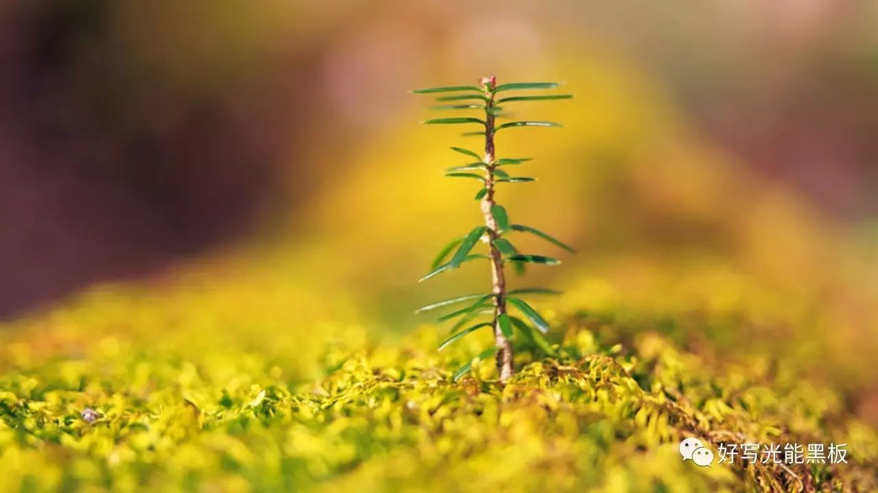 《光能黑板第二季：品質(zhì)至優(yōu)做大，品類創(chuàng)新制勝》